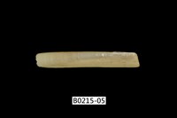 藏品(竹蟶)的圖片